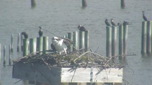 Osprey in a nest on the campus of the Virginia Institute of Marine Science (Photo Credit: VIMS)