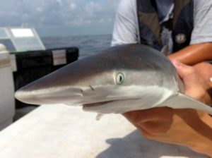 Our staff have the experience to keep both students and wildlife safe by teaching proper handling and collection techniques