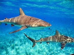 Field School students get to learn about and collect data from a range of marine species