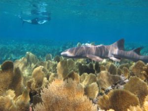 Our students learn to identify a variety of marine species from coral to shark species during their field work