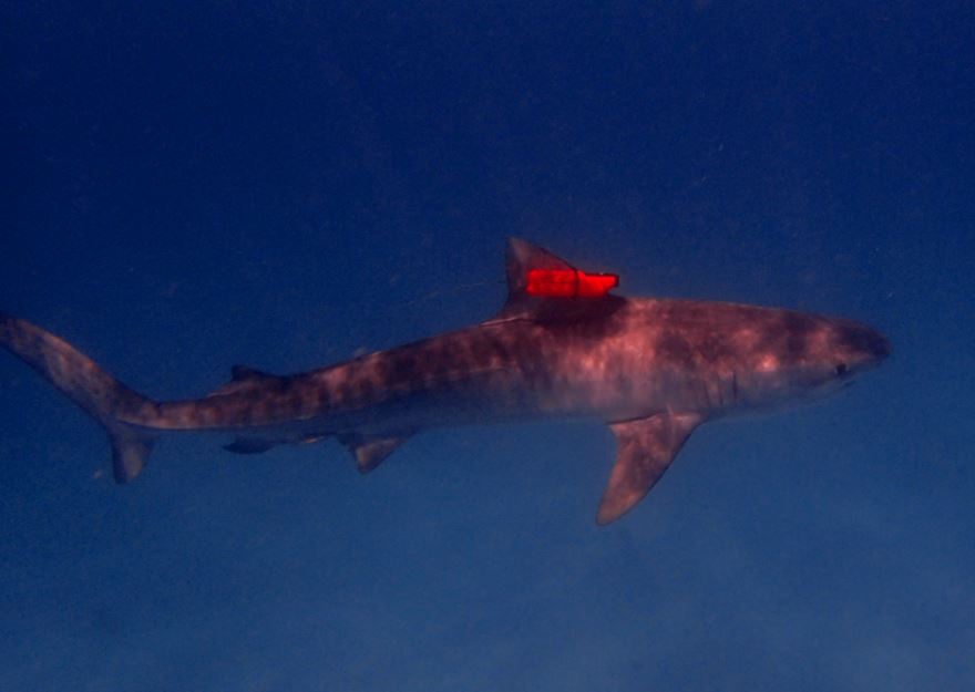 A tagged female tiger shark at Ningaloo Reef last month (photo-credit Frazer McGregor)