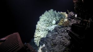 Lateral view of a large hexactinellid sponge found in Papahānaumokuākea Marine National Monument (Photo credit: NOAA's Office of Exploration and Research) 