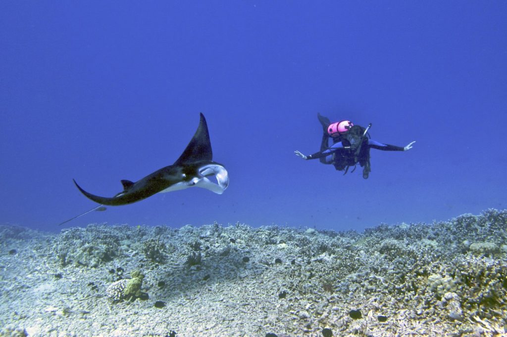 : I would be very careful around that blanket manta (Image by Steve Dunleavy from Lake Tahoe, NV, United States from https://commons.wikimedia.org/w/index.php?curid=18640084)