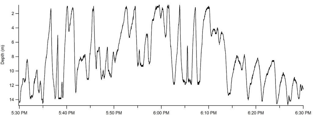 One hour of depth data from a 3.5 m tiger shark 