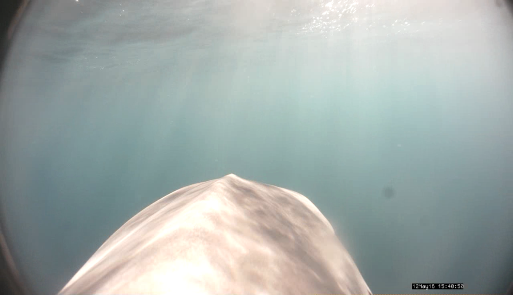 Figure 3. Looking down the barrel – the view of the head of the shark frm the camera mounted on the dorsal fin