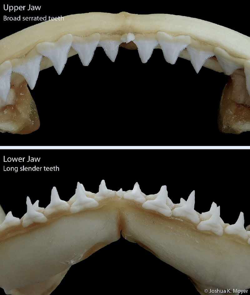 Figure 2- Sections of the upper and lower jaws of a Sandbar Shark (Carcharhinus plumbeus). The upper jaws have broad serrated teeth suited for cutting, and the lower jaws have slender teeth suited for piercing prey. Together, these teeth function as a knife and fork dentition. 