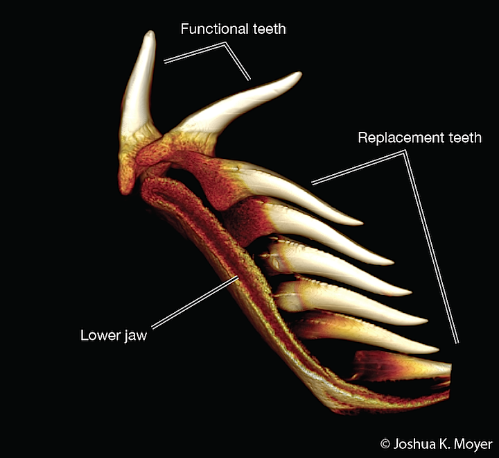 Figure 3- A 3-D reconstruction made from a CT scan of a tooth file from a Great White Shark (Carcharodon carcharias). When functional teeth fall out, a replacement tooth moves in to take its place. Sharks have a never-ending supply of teeth as they are always growing new ones.