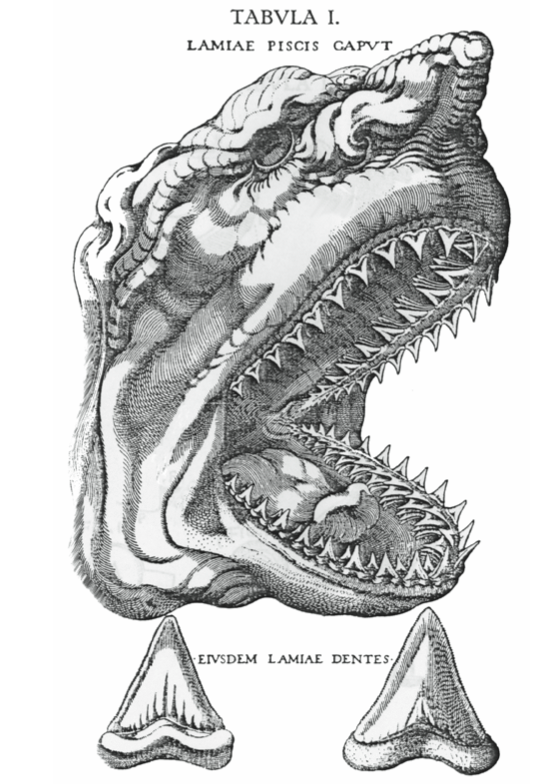 Figure 4- Nicolaus Steno’s illustration of the head of a Great White Shark (Carcharodon carcharias) and its teeth. 