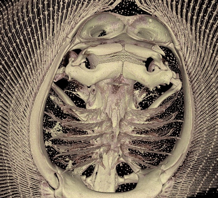 Potamotrygon motoro. Image courtesy Matt Kolmann 