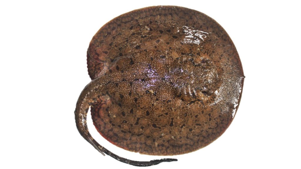 A new species of Potamotrygon from coastal Guyana, image courtesy Matt Kolmann