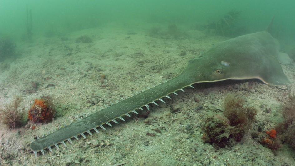Sawfish doing what they actually do – sniffing out small fish prey (Image from Nationalgeographic.com)