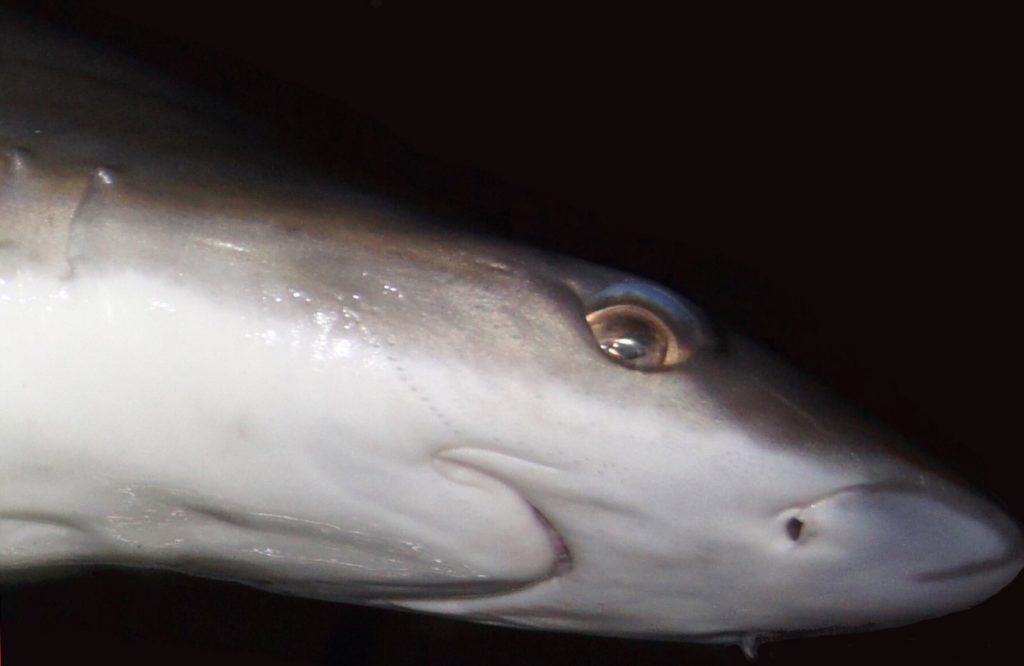 Atlantic weasel shark (Paragaleus pectoralis) in Cabo Verde. Photo credit: Manuel Dureuil  