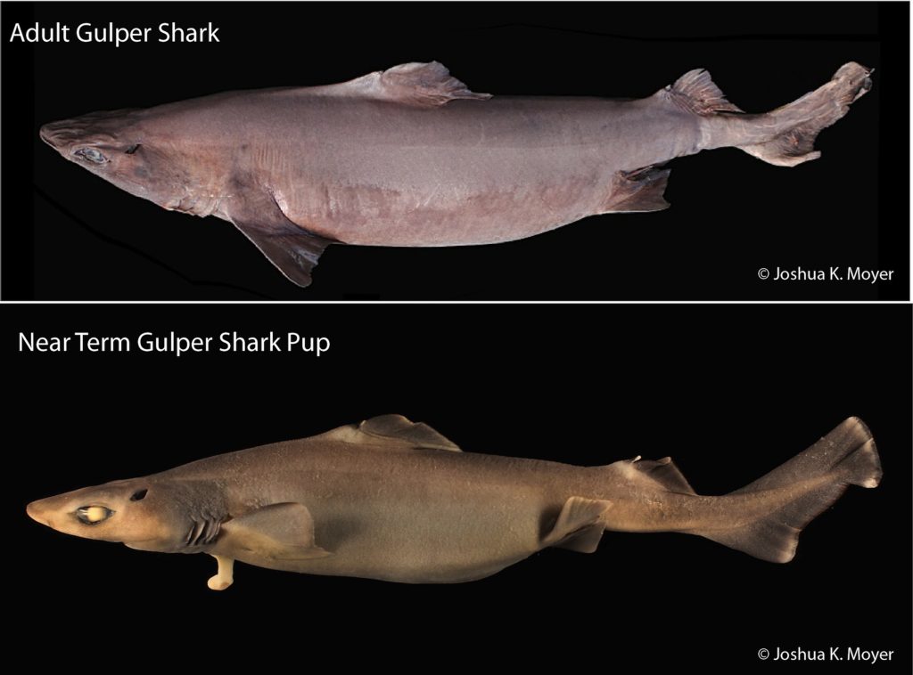 An adult Gulper Shark, Centrophorus granulosus, obtained during a NMFS bottom trawl survey and a near term pup of the same species.