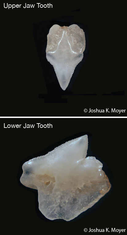 A tooth from the upper jaw (top picture) and lower jaw (bottom picture) of a Gulper Shark. 