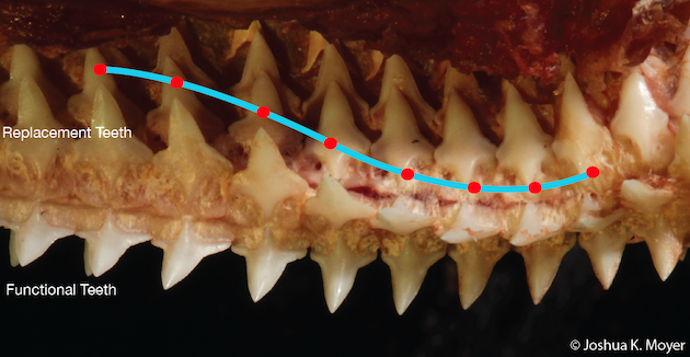 A portion of the left upper jaw dentition as seen from inside the mouth of an adult Gulper Shark. Note the sinusoidal pattern of replacement teeth moving into functional positions.