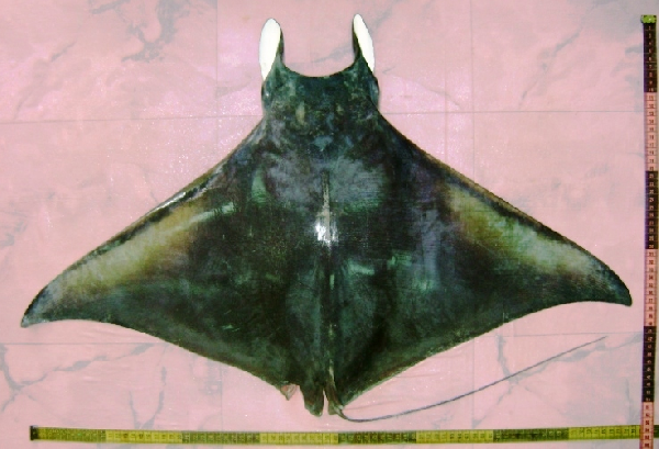 The international gill plate trade: a highway to hell for devil rays?