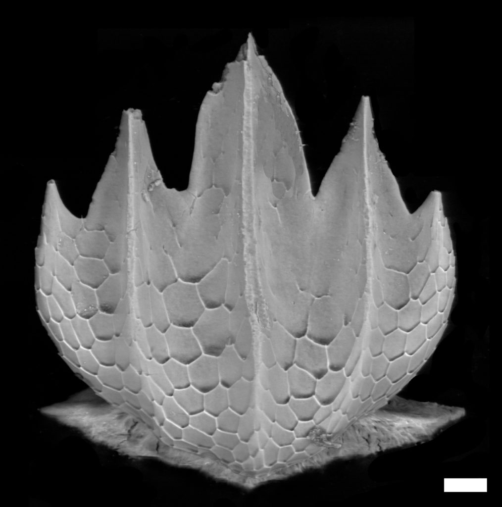 Scalloped hammerhead shark (Sphyrna lewini) denticle. Scalloped hammerheads are listed as ‘endangered’ on the IUCN Red List. Scale bar = 20µm. This denticle is the width of one to two strands of hair.