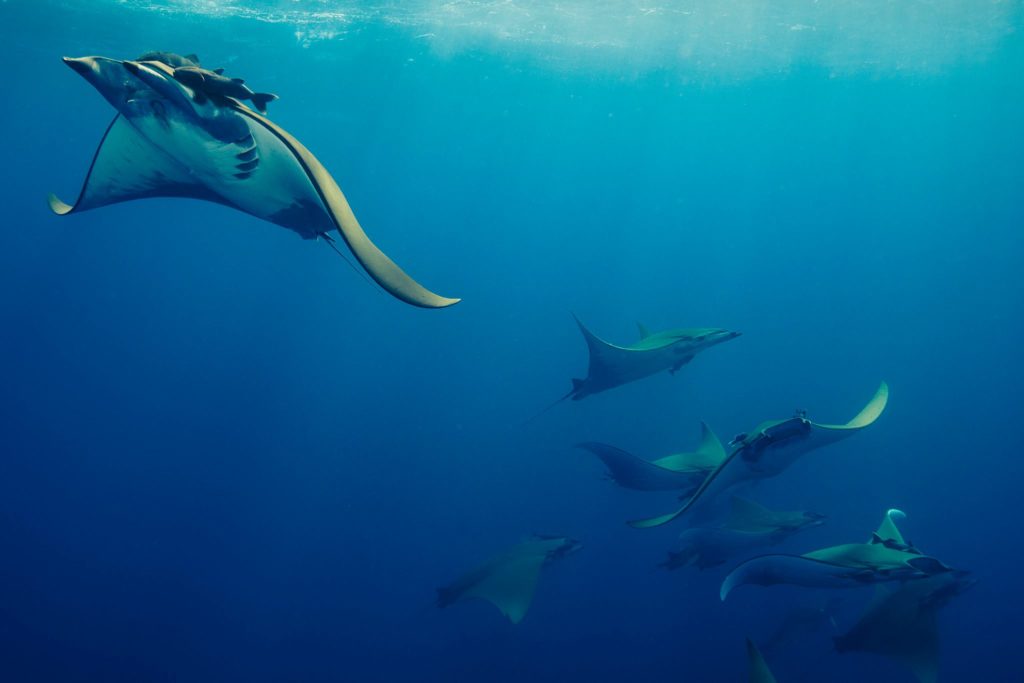 Chilean Devil Rays (Mobula tarapacana) swimming in the Azores. © Daniel Van Duinkerken — http://danielvandphoto.com — Instagram: daniel.van.d