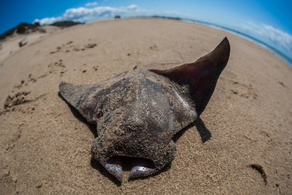 A newly born devil ray discarded after being caught. © Daniel Van Duinkerken — http://danielvandphoto.com — Instagram: daniel.van.d