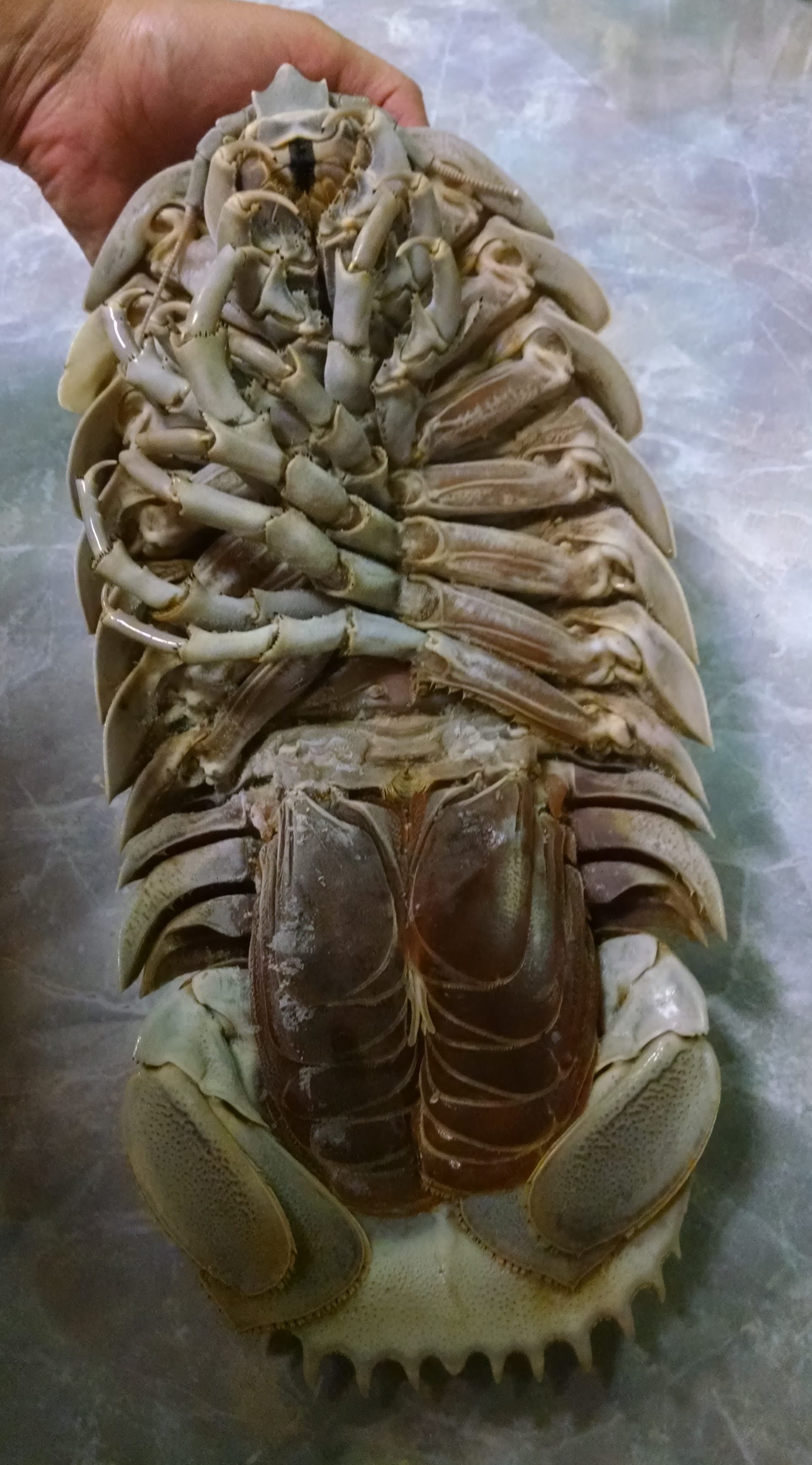 Giant Isopod. Photo by author. 