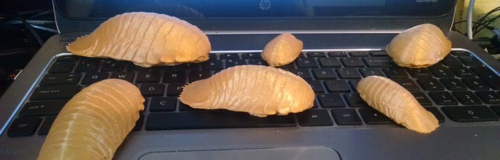 Giant Isopods! Photo by author. 