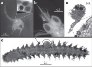 (a) Majid zoea larva (stage I) with a pollen grain in digestive tract (detail was obtained with different illumination). (b) Thallasinidea zoea (stage I) with a pollen grain near rostrum and antenna. (c) Brachyuran zoea (stage I) with a pollen grain attached to abdomen. (d) Young Syllid polychaete with two pollen grains attached to segments; the almost hidden second grain is indicated by arrow. The pollen grains are indicated by circles. The bars represent mm. (Photo credit: Tussenbroek et al. 2016)