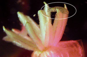 Gamarid amphipod feeding on pollen or mucilage of a male flower of the seagrass Thalassia testudinum at night. (Photo credit: Tussenbroek et al. 2012)
