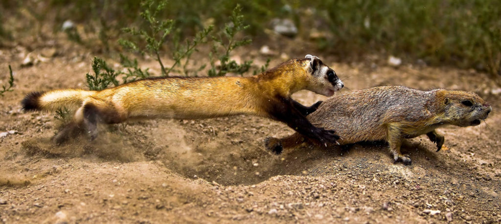 Learning to hunt by Kimberly Fraser / USFWS.