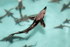 Lake sturgeon raised by the Tennessee Aquarium 
