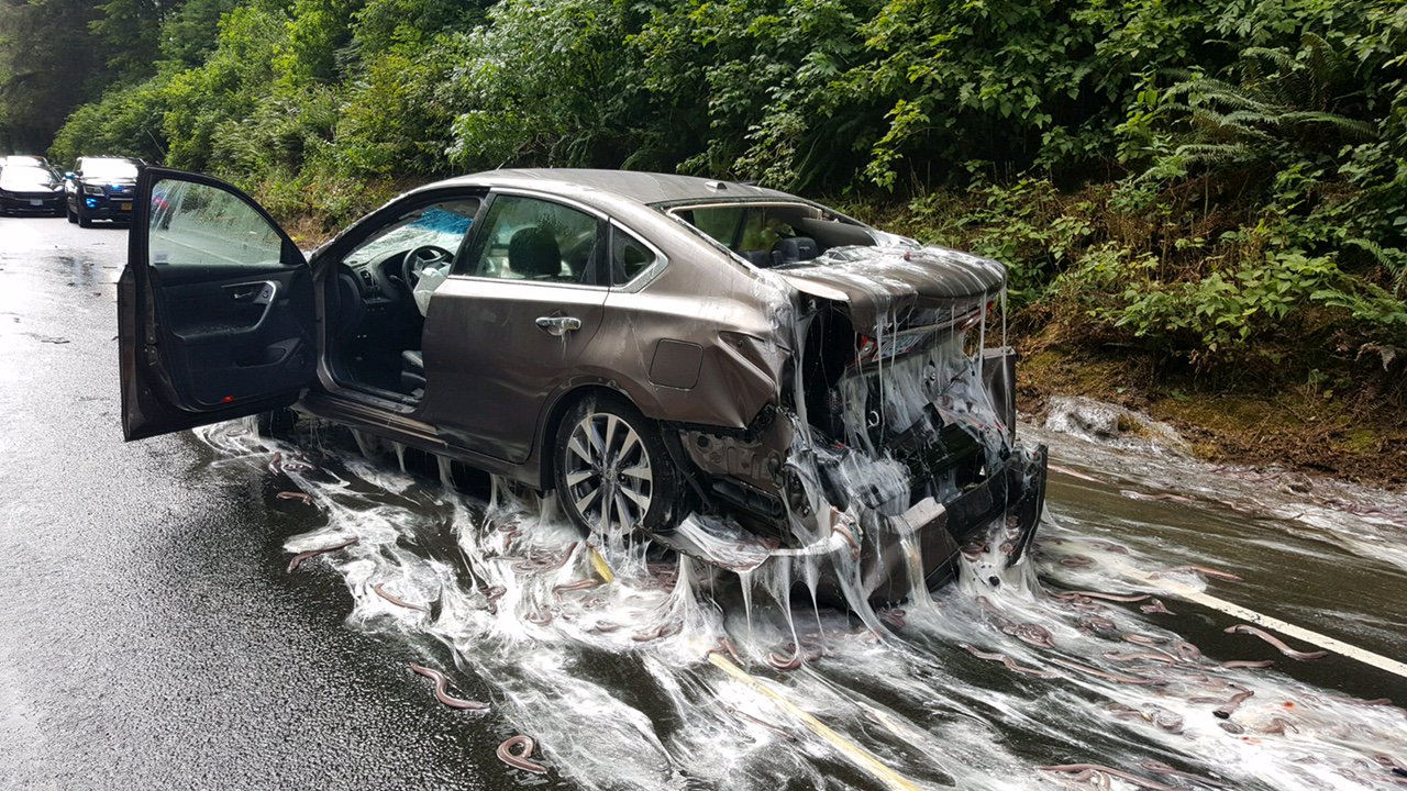 Your car has just been crushed by hagfish: Frequently Asked Questions
