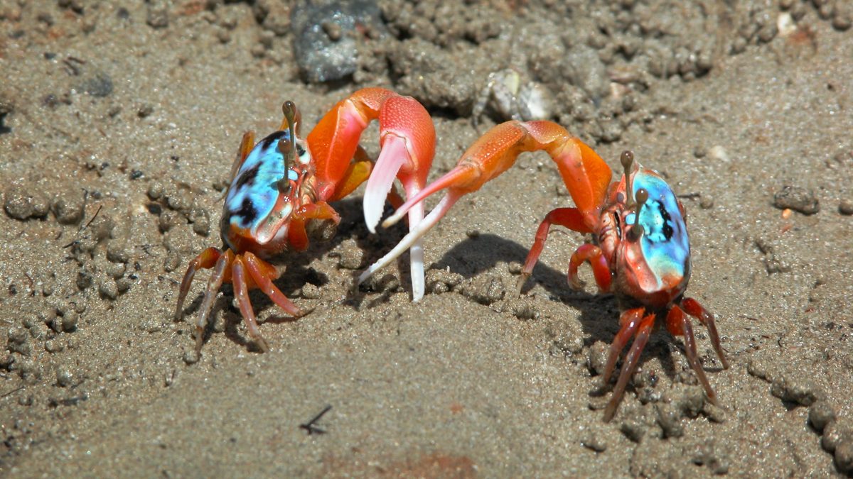 Elegant fiddler crabs like the ones shown here are scurrying into banana fiddler crab territory, creating confusing social situations. Photo by Pat Backwell