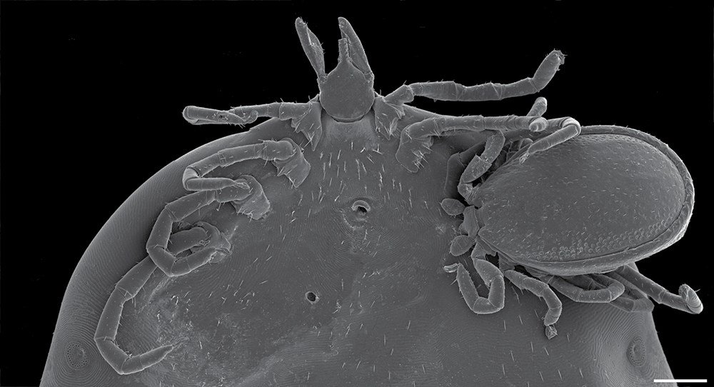 A scanning electron micrograph shows an engorged female Ixodes angustus tick with a male I. angustus attached to its underside in typical feeding mode—a case of hyperparasitism presumed uncommon in the species. (Image originally published in Durden et al 2018, Journal of Medical Entomology)
