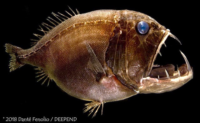 The fangtooth lives in the deep ocean, where it preys upon fish and crustaceans.Courtesy of Danté Fenolio/DEEPEND