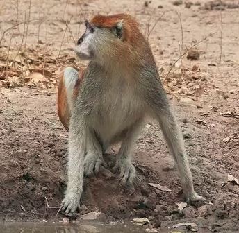 The Patas Monkey has a distinctive, Lorax-like mustache. Charles J Sharp, Wikimedia