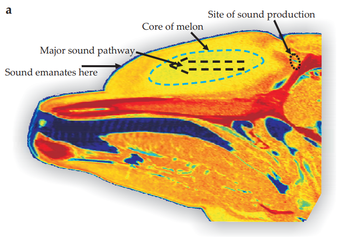 A cross-section of a dolphin head, showing sound production and travel through the melon. 