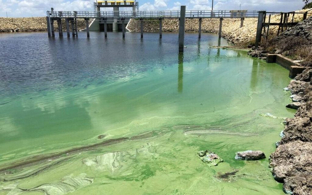 Blue-green algae in a canal in Wellington, Florida. Allen Eyestone TNS