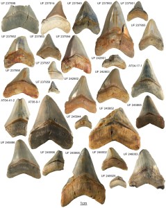 Megalodon teeth from several museum collections used for size and jaw placement comparisons.