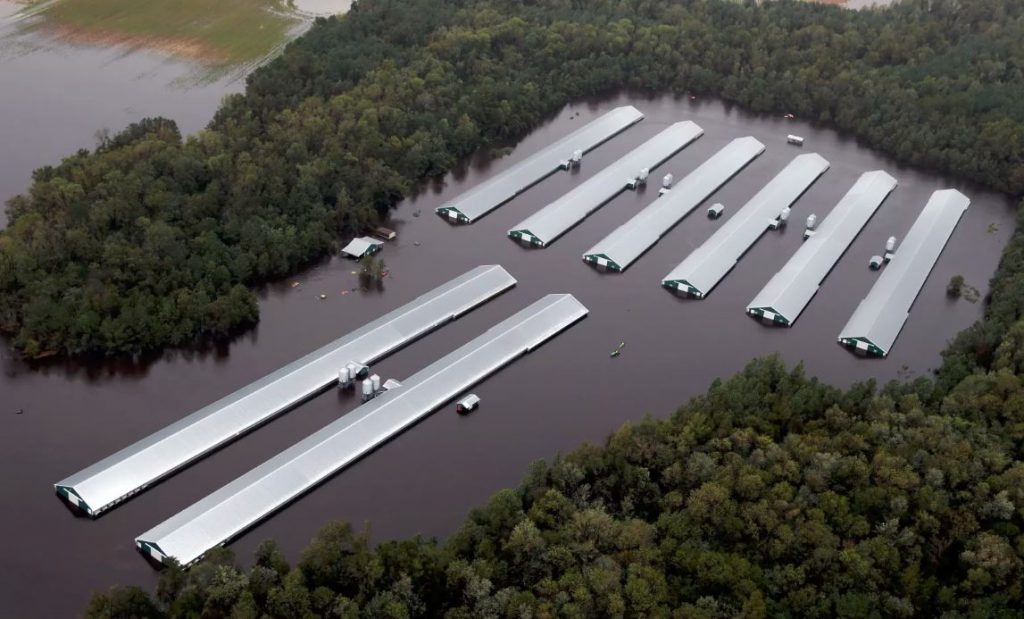 Chicken farm buildings are inundated with floodwater near Trenton, North Carolina. Photo: AP