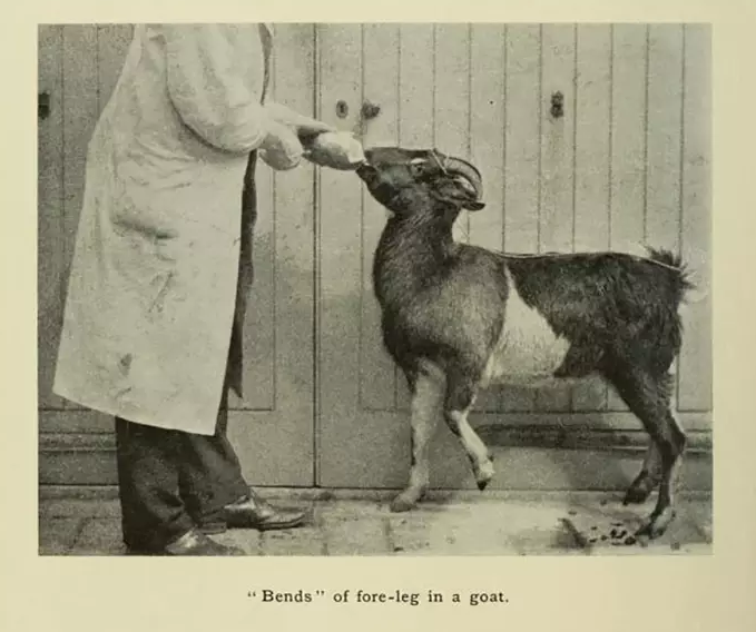 Bends in the foreleg of a goat after experiments performed by physiologist John S. Haldane, published in the Journal of Hygiene Vol. 8, 1908.