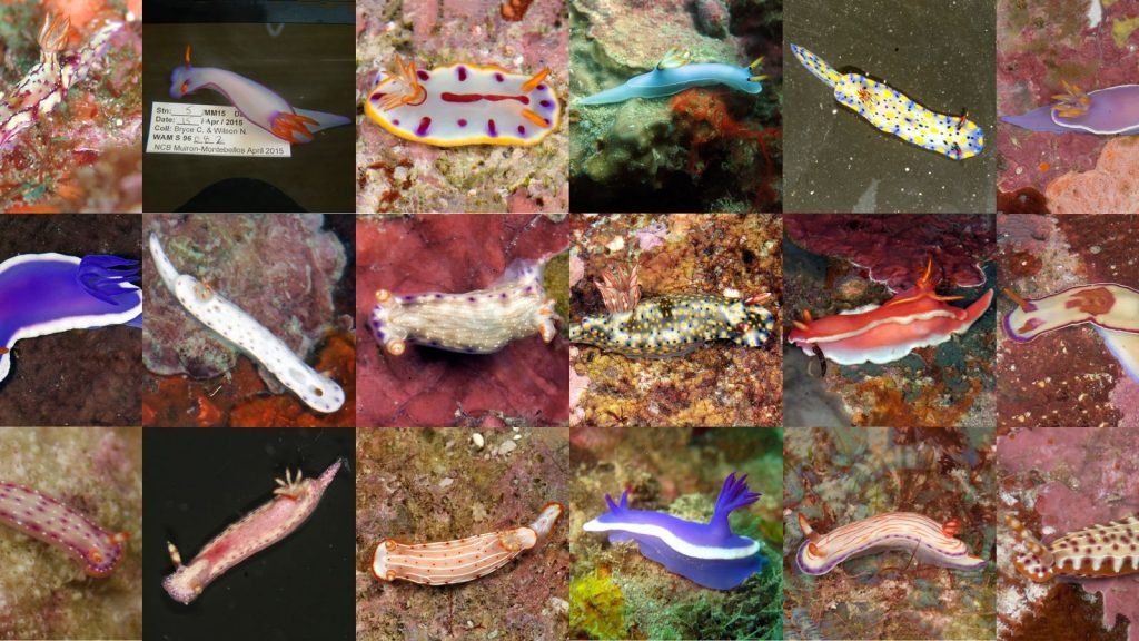 The newest members of the nudibranch family. (H. iba comes in 2 color morphs.) Photo: California Academy of Sciences