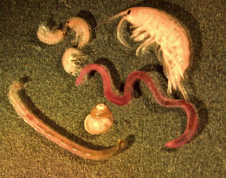 (Featured image) Microphotograph of typical benthic animals. Microphotograph taken by G. Carter, April 2000. Photo via Wikimedia Commons.