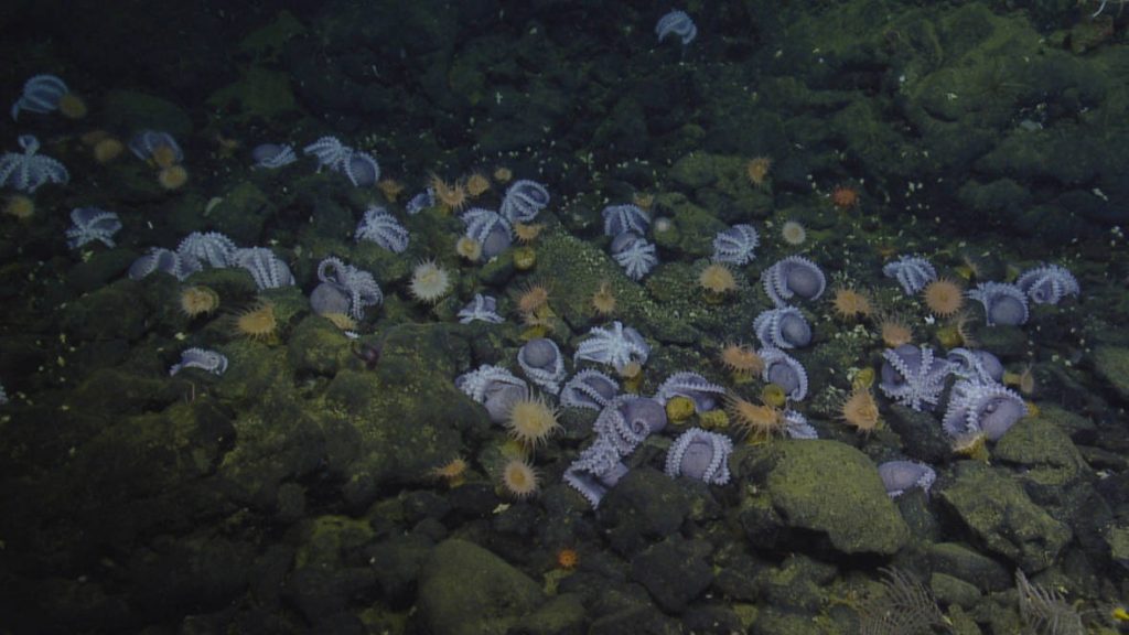 Octopuses observed at the Davidson Seamount, an ocean habitat about 80 miles to the southwest of Monterey. (Ocean Exploration Trust/NOAA)