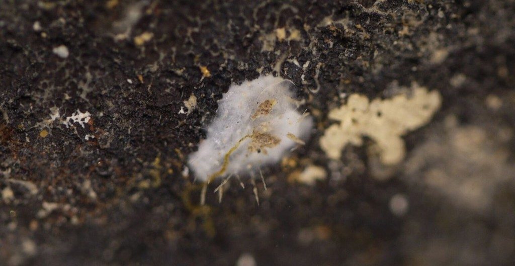 A close-up photo of the sponge that is being studied. NHM.