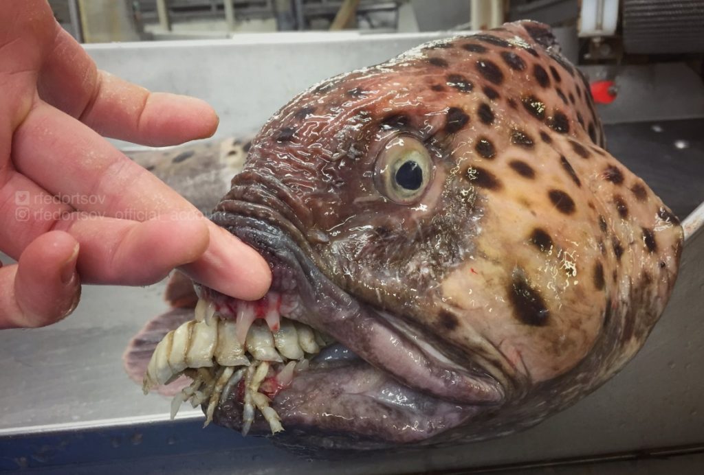 A horrifying fish discovered by deep-sea fisherman Roman Fedortsov