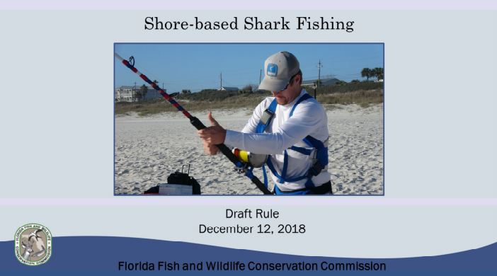 Florida releases draft land-based shark fishing regulations