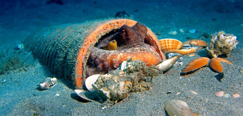 Based on new research, common octopuses do not seem to be picky when it comes to their living arrangements. Photo by Jose B. Ruiz/Minden Pictures