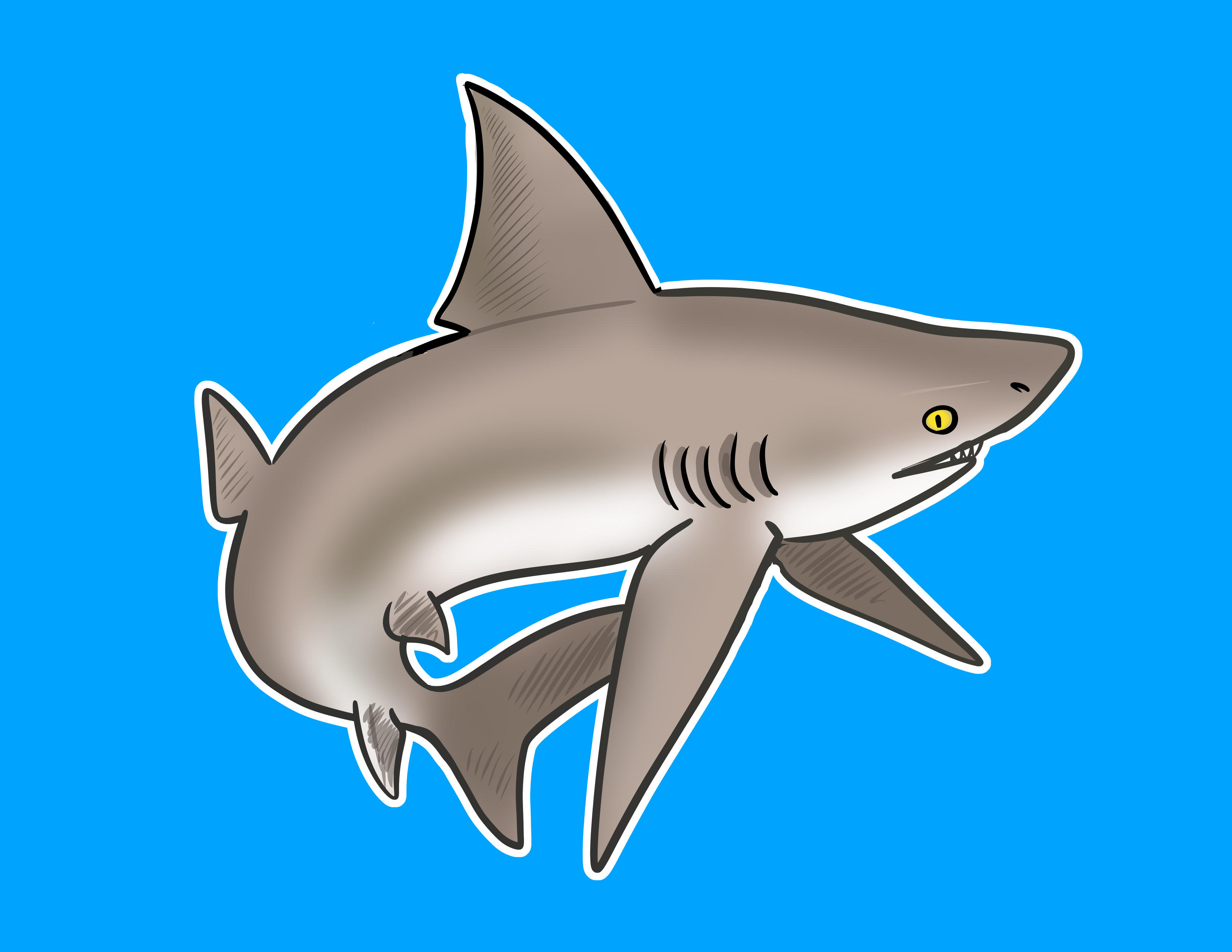 Announcing the #BestShark  contest for David's birthday: make sandbar shark memes and art, win prizes!