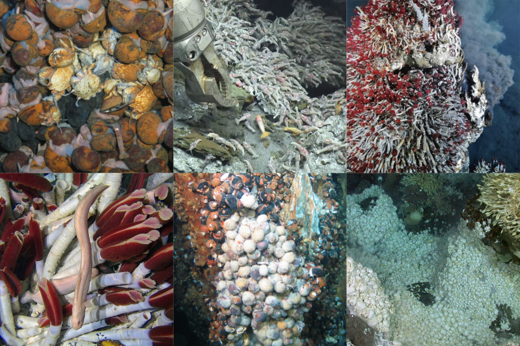 Biodiversity of hydrothermal vents from around the world. Top: Indian Ocean, Mid-Atlantic Ridge, Juan de Fuca Ridge. Bottom: East Pacific Rise, Southwest Pacific, Southern Ocean. Photo credits (top left to bottom right): University of Southampton; Woods Hole Oceanographic Institute; Ocean Networks Canada; Woods Hole Oceanographic Institute; Nautilus Minerals; University of Southampton.