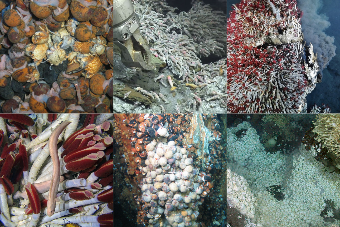 What we’ve missed in the Abyss: Mining 40 years of cruise reports for biodiversity and research effort data from deep-sea hydrothermal vents.