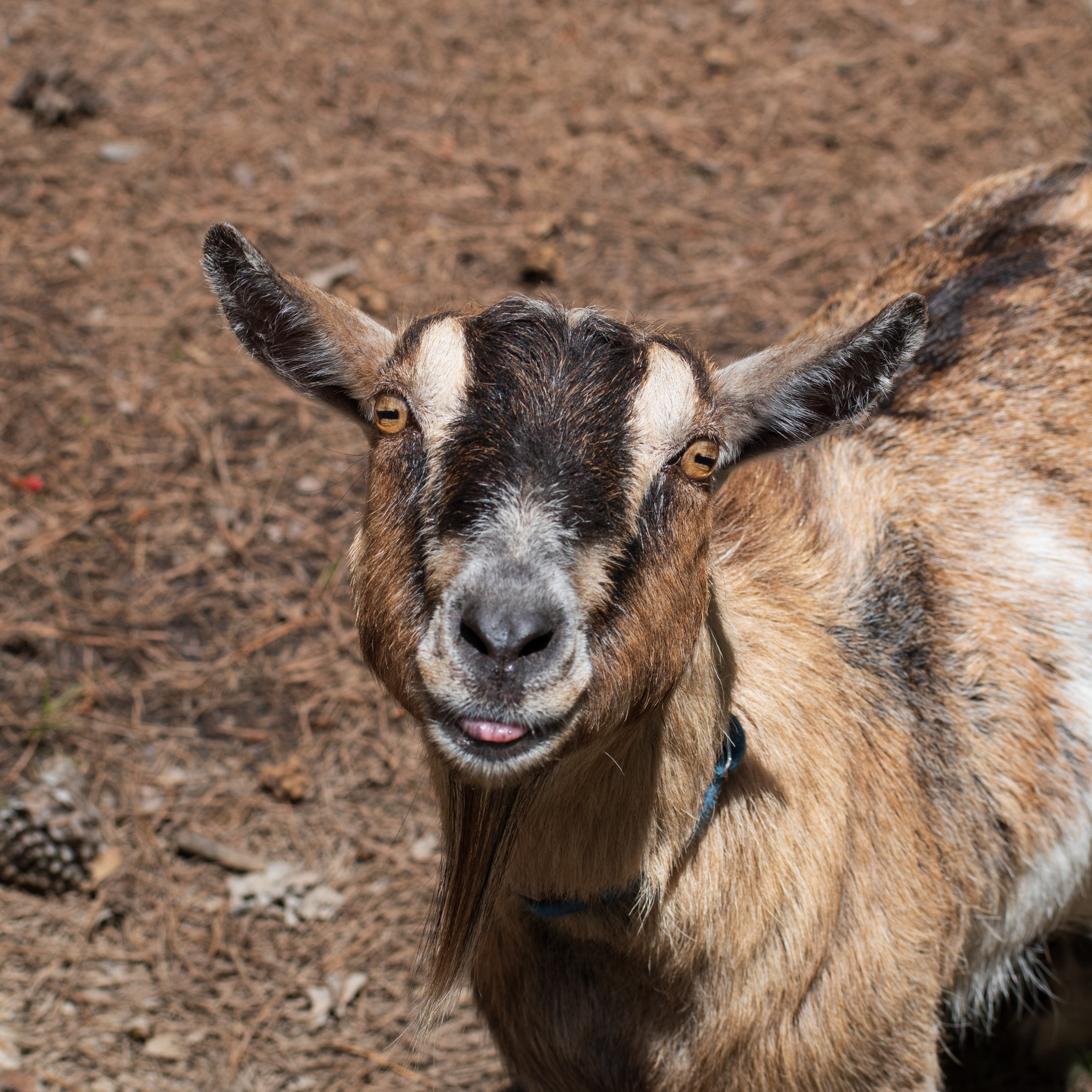 Southern Fried Science Over 15 Years Of Ocean Science And